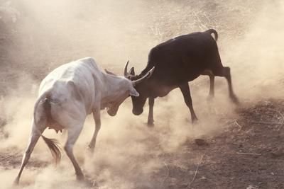 तेलीवाड़ा वार्ड 38 में गायें भिड़ी, एक मासूम चाेटिल