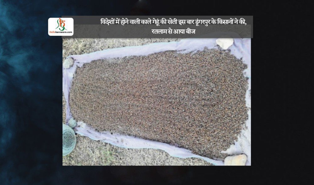 विदेशाें में हाेने वाली काले गेहूं की खेती इस बार डूंगरपुर के किसानाें ने की, रतलाम से आया बीज