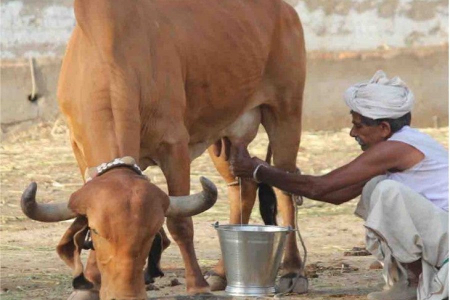 पानी फ्री नहीं मिलता, इस गांव के लोग मुफ्त में देते हैं दूध