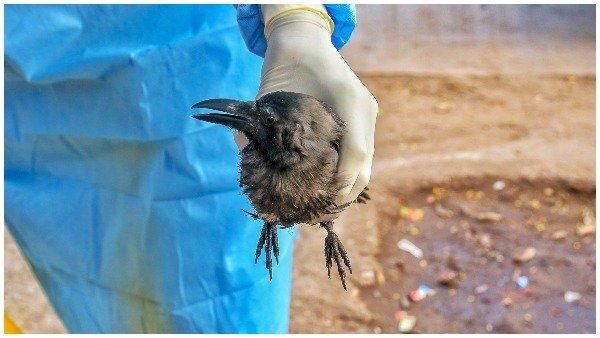 चिड़ियावासा में दो पक्षियों की मौत, बर्ड फ्लू की आशंका