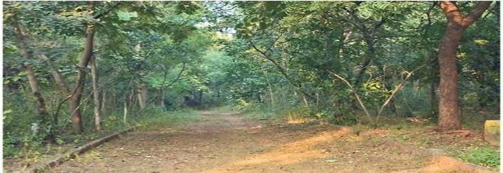 5.75 करोड़ खर्च  कर श्यामपुरा जंगल को बनाएंगे महात्मा गांधी नेचर पार्क