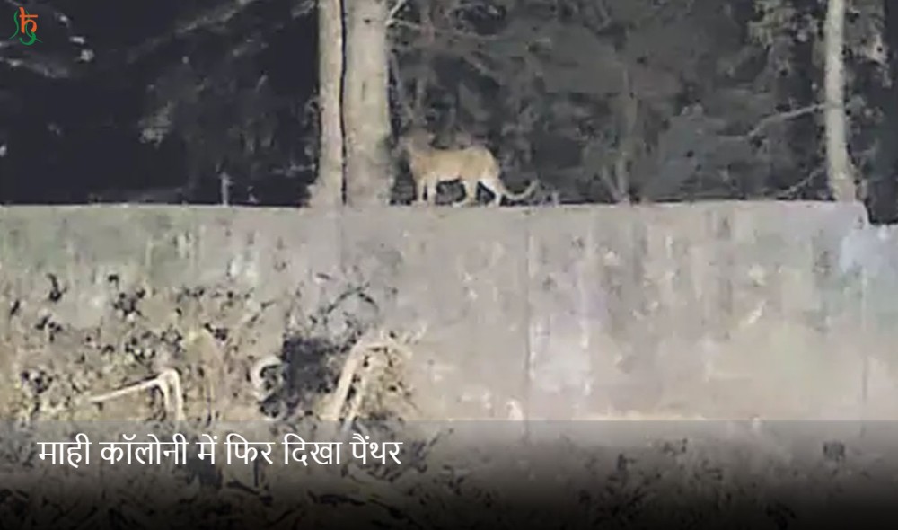 माही कॉलोनी में फिर दिखा पैंथर