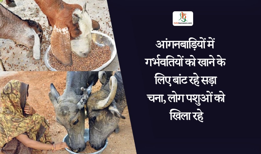 आंगनबाड़ियों में गर्भवतियों काे खाने के लिए बांट रहे सड़ा चना, लाेग पशुओं काे खिला रहे