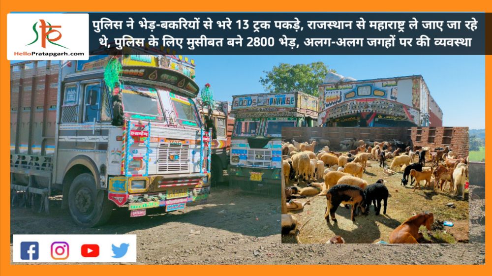 पुलिस ने भेड़-बकरियों से भरे 13 ट्रक पकड़े, राजस्थान से महाराष्ट्र ले जाए जा रहे थे, पुलिस के लिए मुसीबत बने 2800 भेड़, अलग-अलग जगहों पर की व्यवस्था