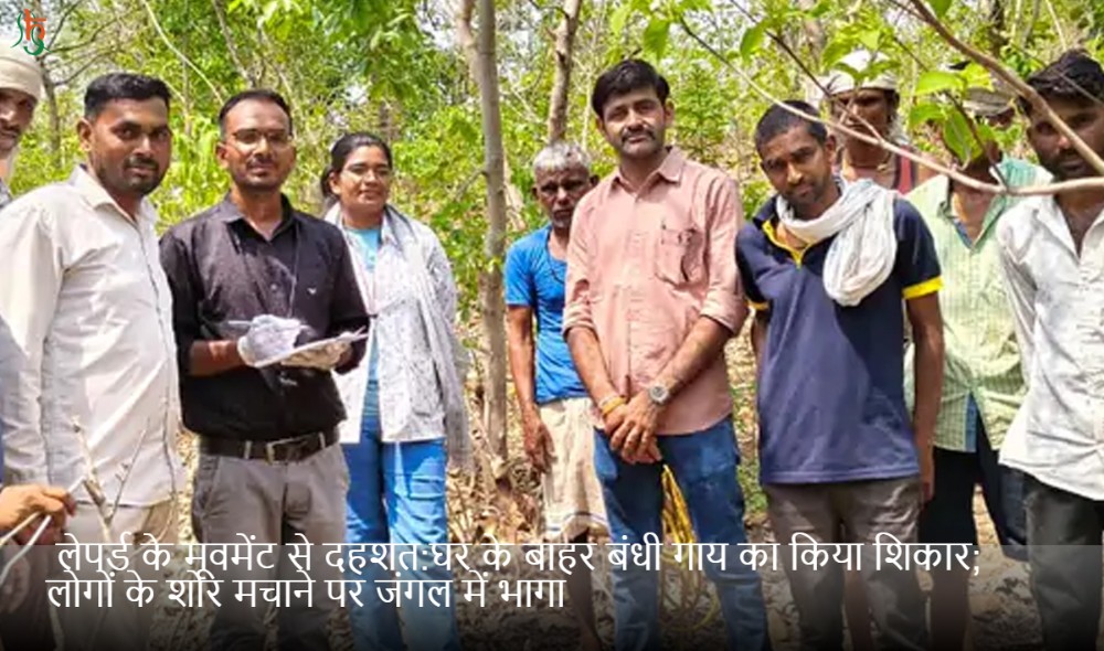 लेपर्ड के मूवमेंट से दहशत:घर के बाहर बंधी गाय का किया शिकार; लोगों के शोर मचाने पर जंगल में भागा