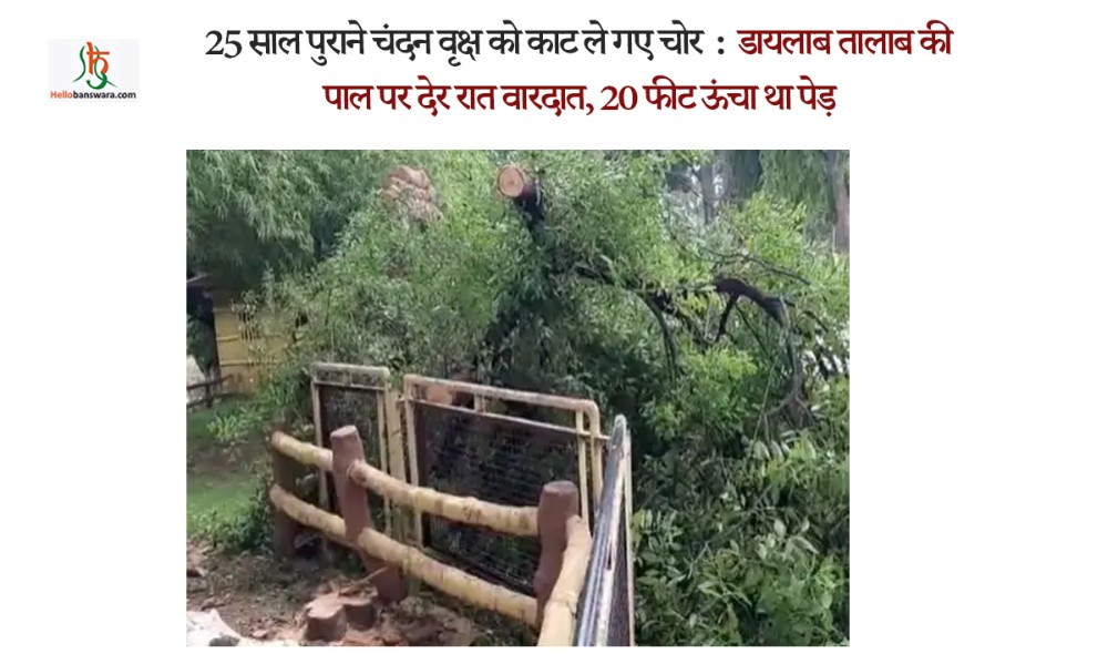 25 साल पुराने चंदन वृक्ष को काट ले गए चोर :​​​​​​​ डायलाब तालाब की पाल पर देर रात वारदात, 20 फीट ऊंचा था पेड़