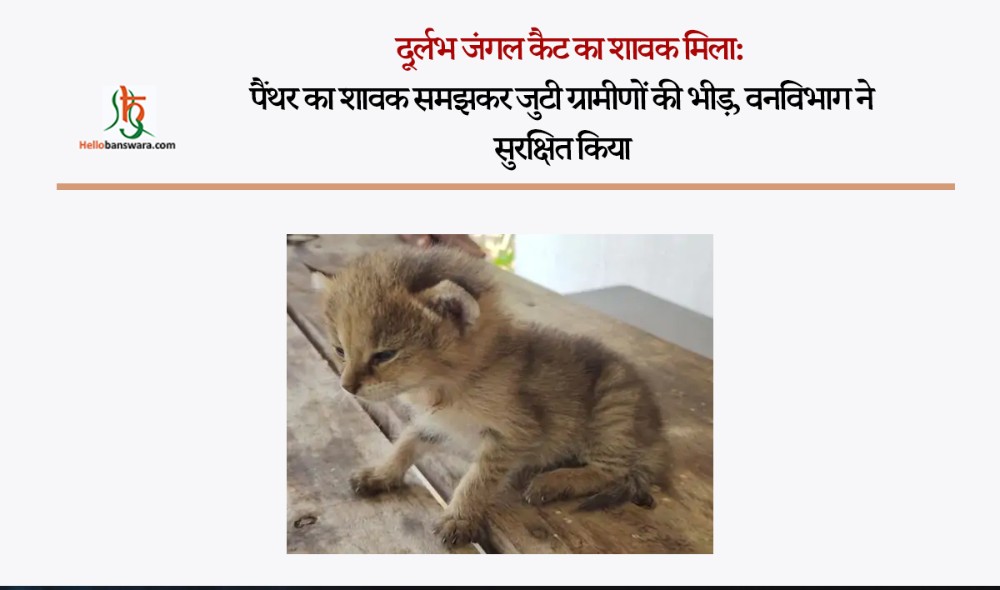 दूर्लभ जंगल कैट का शावक मिला: पैंथर का शावक समझकर जुटी ग्रामीणों की भीड़, वनविभाग ने सुरक्षित किया