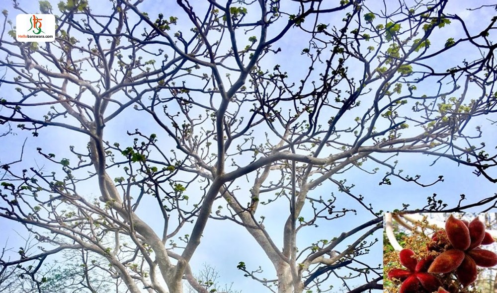 कड़ाया