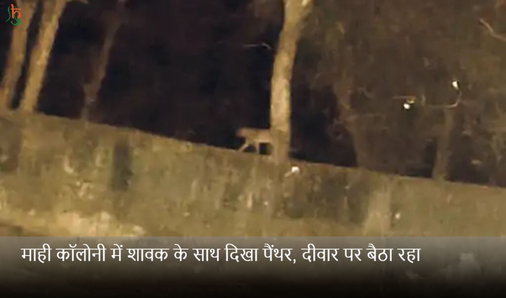 माही कॉलोनी में शावक के साथ दिखा पैंथर, दीवार पर बैठा रहा