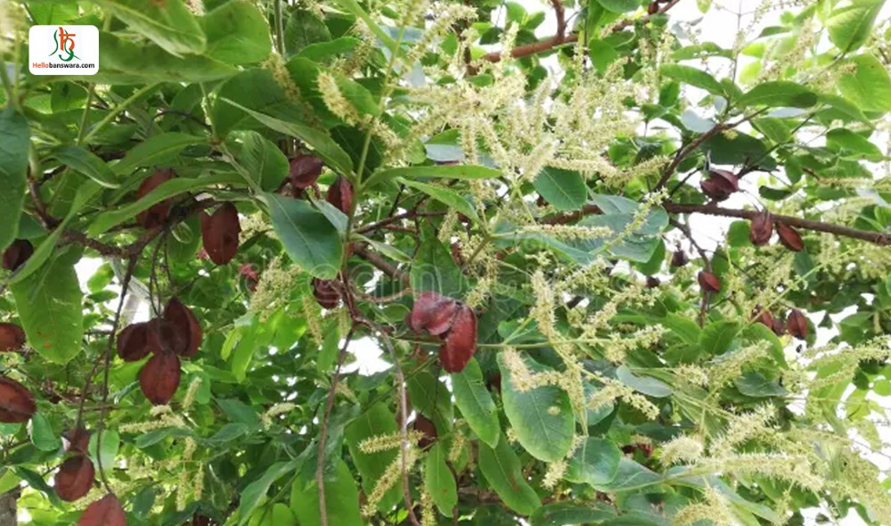 अर्जुन