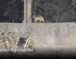 माही कॉलोनी में फिर दिखा पैंथर