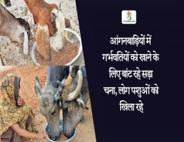 आंगनबाड़ियों में गर्भवतियों काे खाने के लिए बांट रहे सड़ा चना, लाेग पशुओं काे खिला रहे