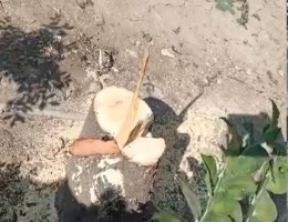 20 फीट लम्बा चन्दन का पेड़ काट कर ले गए बदमाश