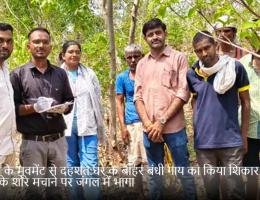 लेपर्ड के मूवमेंट से दहशत:घर के बाहर बंधी गाय का किया शिकार; लोगों के शोर मचाने पर जंगल में भागा