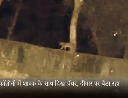 माही कॉलोनी में शावक के साथ दिखा पैंथर, दीवार पर बैठा रहा