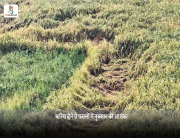 बारिश होने से फसलों में नुकसान की आशंका