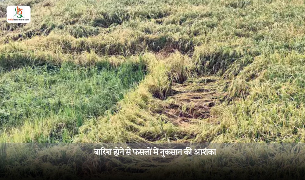 बारिश होने से फसलों में नुकसान की आशंका